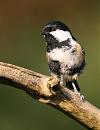 Click image for larger version. 

Name:	coal tit.JPG 
Views:	176 
Size:	92.3 KB 
ID:	6557