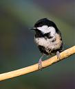 Click image for larger version. 

Name:	coal tit 1.JPG 
Views:	175 
Size:	62.5 KB 
ID:	6558