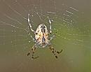Click image for larger version. 

Name:	spider_2.jpg 
Views:	169 
Size:	113.2 KB 
ID:	6569