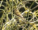 Click image for larger version. 

Name:	chiffchaff_bath_3.jpg 
Views:	159 
Size:	245.0 KB 
ID:	6581