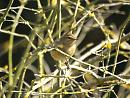 Click image for larger version. 

Name:	chiffchaff_bath_4.jpg 
Views:	154 
Size:	200.7 KB 
ID:	6582