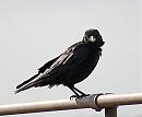 Click image for larger version. 

Name:	Carrion Crow DSC_0035.JPG 
Views:	5392 
Size:	104.4 KB 
ID:	6620