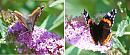 Click image for larger version. 

Name:	Red Admiralmontage.jpg 
Views:	144 
Size:	148.7 KB 
ID:	6633
