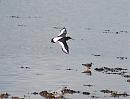 Click image for larger version. 

Name:	Oystercatcher DSC_0294.JPG 
Views:	150 
Size:	115.4 KB 
ID:	6690