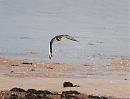 Click image for larger version. 

Name:	Oystercatcher DSC_0301.JPG 
Views:	155 
Size:	116.2 KB 
ID:	6692
