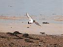 Click image for larger version. 

Name:	Oystercatcher DSC_0302.JPG 
Views:	147 
Size:	162.7 KB 
ID:	6693