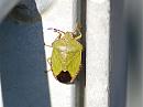 Click image for larger version. 

Name:	Green shield bug DSC_0006.jpg 
Views:	109 
Size:	137.7 KB 
ID:	6699