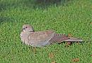 Click image for larger version. 

Name:	Collard Dove.JPG 
Views:	146 
Size:	273.9 KB 
ID:	6717