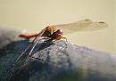 Click image for larger version. 

Name:	Common Darter DSC_0057.jpg 
Views:	159 
Size:	99.3 KB 
ID:	6732