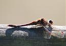 Click image for larger version. 

Name:	Common Darter DSC_0049.jpg 
Views:	167 
Size:	108.5 KB 
ID:	6733