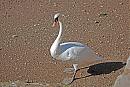 Click image for larger version. 

Name:	Mute Swan DSC_0006.jpg 
Views:	187 
Size:	307.1 KB 
ID:	6734