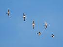 Click image for larger version. 

Name:	Wigeons DSC_0119.JPG 
Views:	151 
Size:	54.1 KB 
ID:	6738