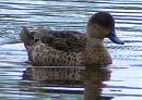Click image for larger version. 

Name:	Duck DSCF3115.jpg 
Views:	257 
Size:	97.4 KB 
ID:	6763