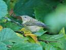 Click image for larger version. 

Name:	Humes Leaf Warbler DSC_0260.jpg 
Views:	171 
Size:	127.7 KB 
ID:	6801