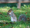 Click image for larger version. 

Name:	Grey Squirre DSC_0001.jpg 
Views:	133 
Size:	223.5 KB 
ID:	6804