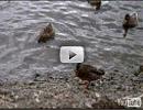 Click image for larger version. 

Name:	windermere_duck.jpg 
Views:	150 
Size:	22.9 KB 
ID:	6817