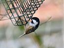 Click image for larger version. 

Name:	coaltit.jpg 
Views:	108 
Size:	115.9 KB 
ID:	6836