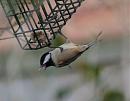 Click image for larger version. 

Name:	coaltit_2.jpg 
Views:	118 
Size:	99.8 KB 
ID:	6838