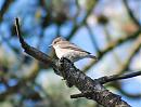 Click image for larger version. 

Name:	spotted_flycatcher.JPG 
Views:	228 
Size:	70.5 KB 
ID:	6879
