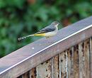 Click image for larger version. 

Name:	Grey wagtail DSC_0098.JPG 
Views:	180 
Size:	130.2 KB 
ID:	6986