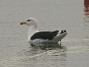 Click image for larger version. 

Name:	Black-backed_gull_PA290715.jpg 
Views:	429 
Size:	83.3 KB 
ID:	7013
