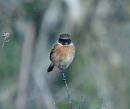 Click image for larger version. 

Name:	stonechat_PA290673.jpg 
Views:	421 
Size:	52.1 KB 
ID:	7014