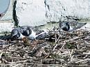 Click image for larger version. 

Name:	turnstones_PA290546.jpg 
Views:	449 
Size:	343.9 KB 
ID:	7015