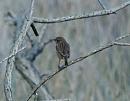 Click image for larger version. 

Name:	stonechat.jpg 
Views:	413 
Size:	66.2 KB 
ID:	7017