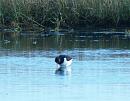 Click image for larger version. 

Name:	Oystercatcher_PA290651.jpg 
Views:	426 
Size:	101.7 KB 
ID:	7018