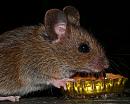 Click image for larger version. 

Name:	macrowoodmouse.jpg 
Views:	215 
Size:	556.1 KB 
ID:	7184