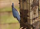 Click image for larger version. 

Name:	Nuthatch_PB090197.jpg 
Views:	635 
Size:	154.3 KB 
ID:	7189