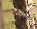 Click image for larger version. 

Name:	Chaffinch_PB080126.jpg 
Views:	393 
Size:	177.4 KB 
ID:	7190
