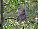 Click image for larger version. 

Name:	Grey squirrel DSC_0013.JPG 
Views:	184 
Size:	216.6 KB 
ID:	7204