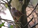 Click image for larger version. 

Name:	Dunnock DSC_0029.JPG 
Views:	143 
Size:	160.6 KB 
ID:	7206