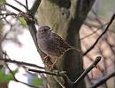 Click image for larger version. 

Name:	Dunnock DSC_0033.JPG 
Views:	163 
Size:	137.7 KB 
ID:	7207