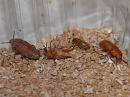 Click image for larger version. 

Name:	mealworm3.jpg 
Views:	553 
Size:	235.4 KB 
ID:	723