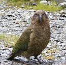Click image for larger version. 

Name:	NZ Kea 16.11.2008 079 9.jpg 
Views:	160 
Size:	275.6 KB 
ID:	7247