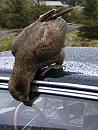 Click image for larger version. 

Name:	NZ Kea 16.11.2008 082 2.jpg 
Views:	168 
Size:	190.0 KB 
ID:	7248