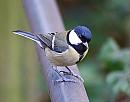 Click image for larger version. 

Name:	Great-tit DSC_0134.jpg 
Views:	153 
Size:	116.5 KB 
ID:	7294