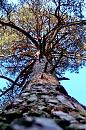 Click image for larger version. 

Name:	tall tree.jpg 
Views:	181 
Size:	239.2 KB 
ID:	740