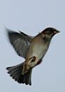 Click image for larger version. 

Name:	Sparrow-in-Flight-web.jpg 
Views:	256 
Size:	73.9 KB 
ID:	7506