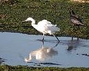 Click image for larger version. 

Name:	Little Egret DSC_0101.JPG 
Views:	172 
Size:	226.9 KB 
ID:	7511