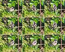 Click image for larger version. 

Name:	Long-tailed tit  Montage.jpg 
Views:	125 
Size:	517.4 KB 
ID:	7513