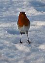 Click image for larger version. 

Name:	robin-in-snow.jpg 
Views:	854 
Size:	98.4 KB 
ID:	7534