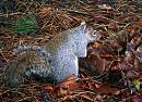 Click image for larger version. 

Name:	Squirrel-2-web.jpg 
Views:	152 
Size:	253.7 KB 
ID:	7640
