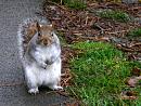 Click image for larger version. 

Name:	Squirrel-And-Cheeky-with-it.jpg 
Views:	192 
Size:	200.9 KB 
ID:	7644
