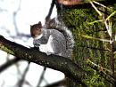 Click image for larger version. 

Name:	Squirrel-in-Tree.jpg 
Views:	210 
Size:	200.2 KB 
ID:	7645