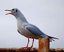 Click image for larger version. 

Name:	Black headed gull.jpg 
Views:	210 
Size:	76.0 KB 
ID:	766