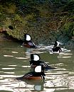 Click image for larger version. 

Name:	Hooded-Merganser Male-web.jpg 
Views:	198 
Size:	216.3 KB 
ID:	7708