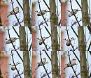 Click image for larger version. 

Name:	Female blackcap Montage .jpg 
Views:	165 
Size:	340.4 KB 
ID:	7731